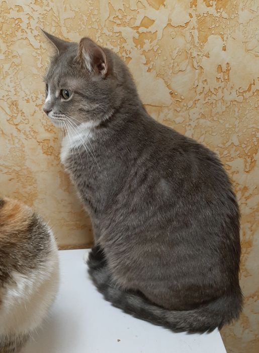 Кошечка в добрі руки!