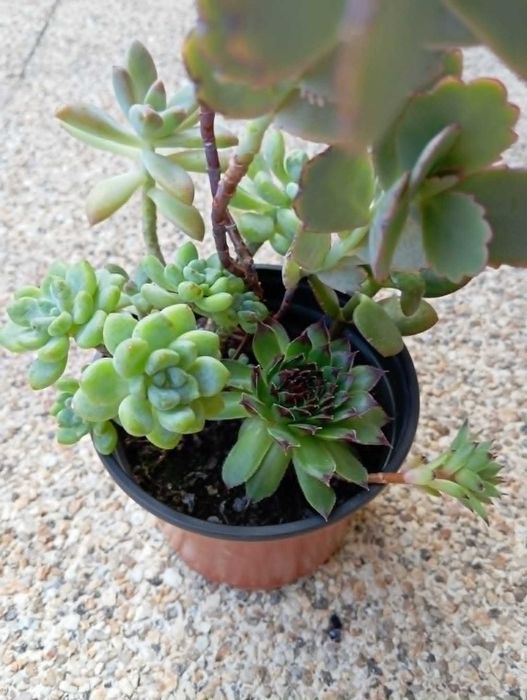 Arranjo de Suculentas com Kalanchoe Marnieriana (Saudáveis e Enraizadas)