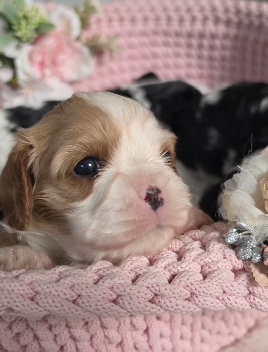 Cavalier king charles spaniel cavaliery badania genetyczne
