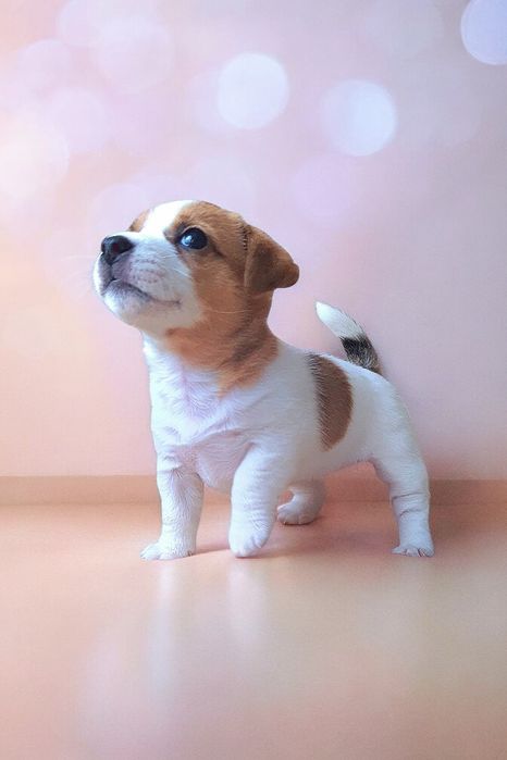 Фантастичні джек- рассел.