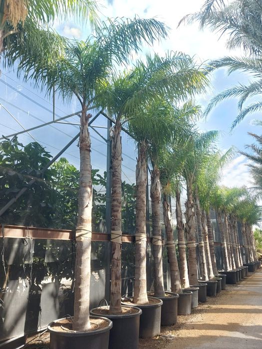 Coqueiros tronco XL grosso de 1 metro a 8 metros de tronco