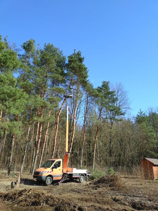 Wycinka i koronowanie drzew