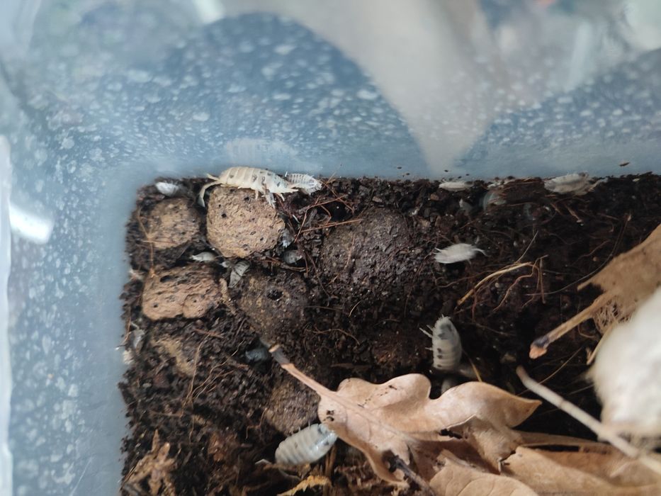 Izopody (Porcellio laevis - Dairy cow lub Orange)