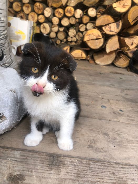Віддам в добрі руки кошенят