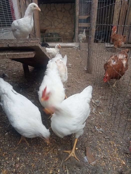 Galos e Galinhas Leghorn