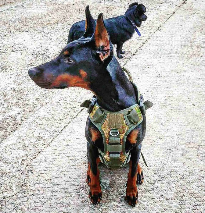 Шлейка жилет тактическая шлея для собак. К9. Molle. Усиленный. Новый.