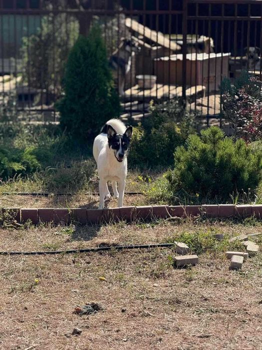 Жасмин в поисках дома