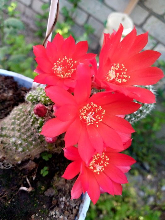 Кактуси в асортименті