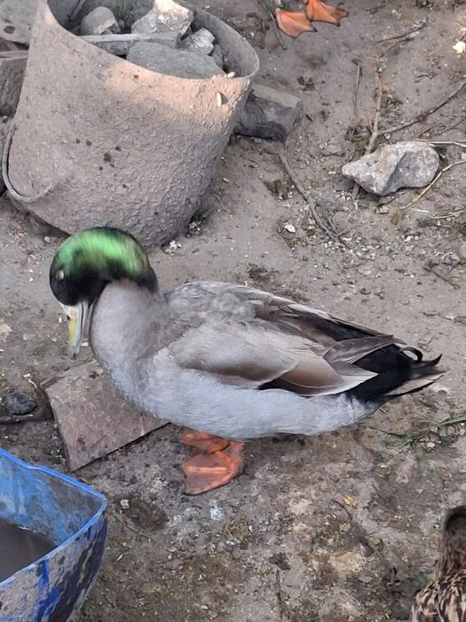 Vendo ou troco patos
