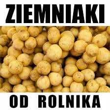 Ziemniaki wielkości sadzeniaka, grube różne odmiany