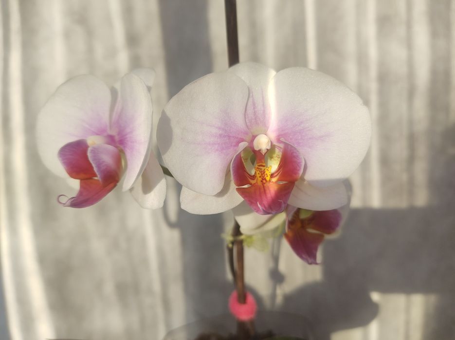 Орхідея фаленопсіс