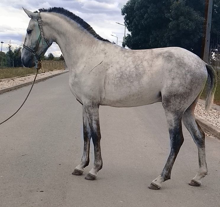 Poldro lusitano puro  .