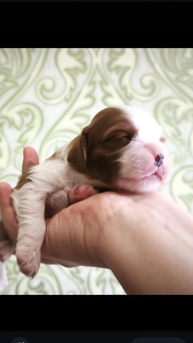 кавалер Чарльз кинг  спаниель  ксу хлопці та дівчінка Charles King Spa