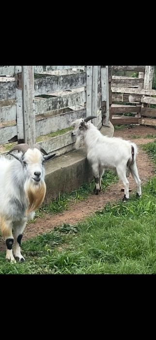 Cabra ana - mini cabra