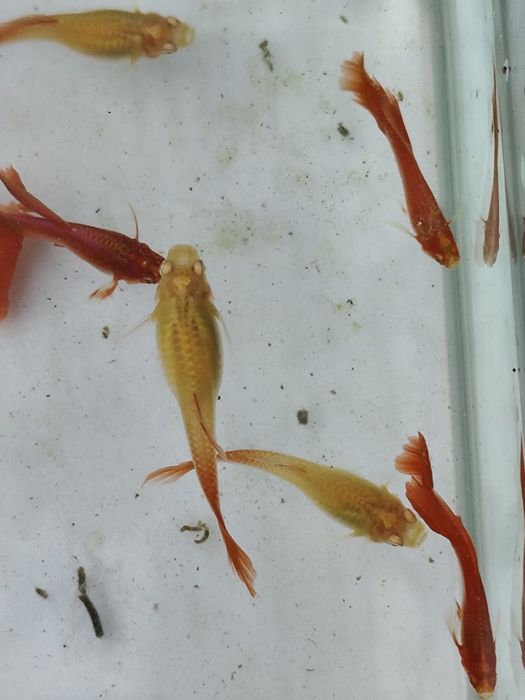 Guppys  Full Red Albinos