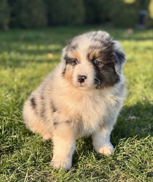 Owczarek Australijski, Aussie , piesek ZKwP