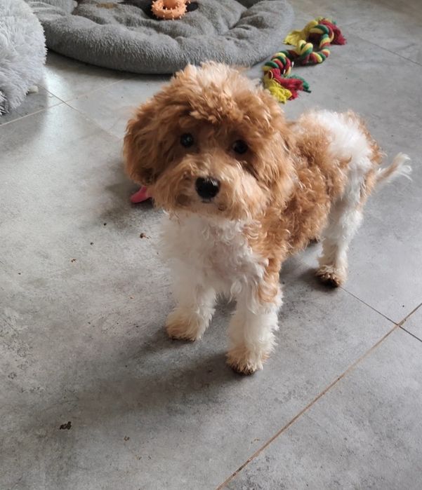 Maltipoo piękna sunia