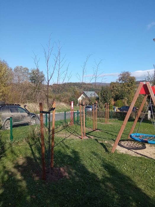 SadzonkiDrzewa Grab 6-25,klon, lipa,brzoza,jesion,olcha,topola,wierzba