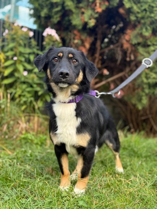 Uroczy kudłaty Fuksik do adopcji
