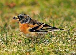 Casais de tentilhão montês (outras aves)