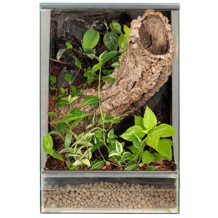 Gekon terrarium tropikalne