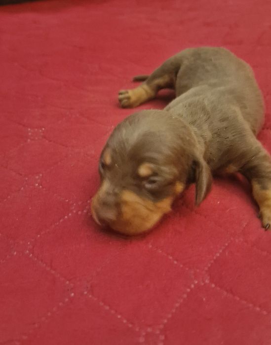 Macho Teckel Miniatura Choc