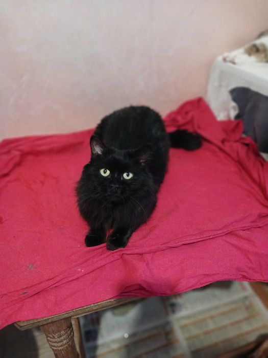 Czarny puchaty kotek Baron, fiv+