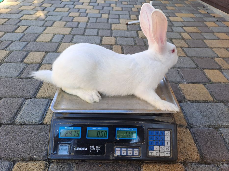 Термонска біла,кролики