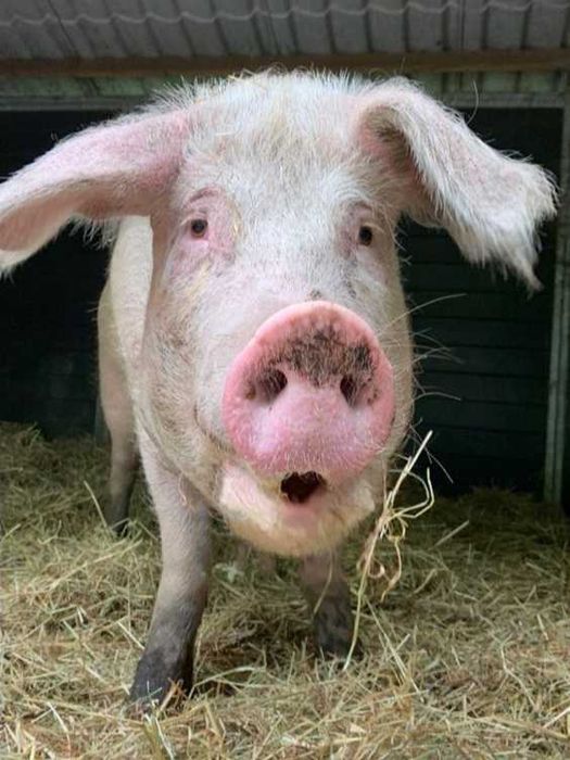 ПРОДАМ свиноматку