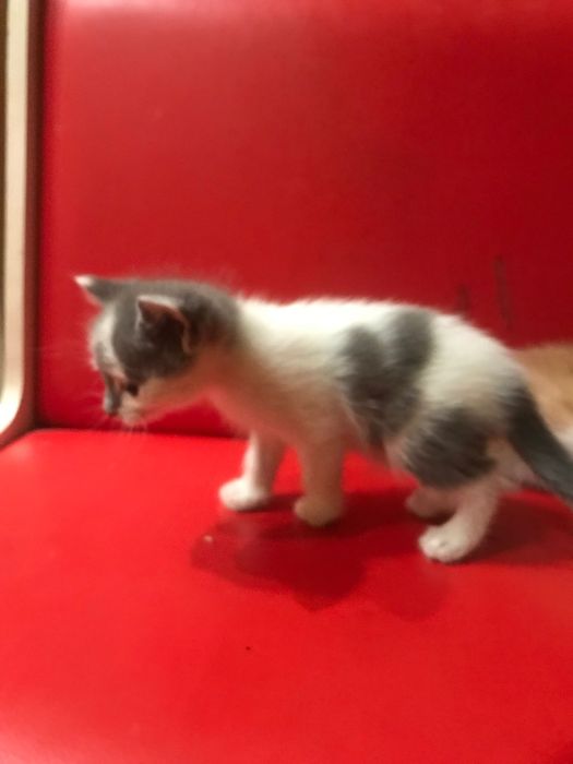 Кошенята ,вік 1,5-2 міс шукають люблячу родину .Приучені до лотка