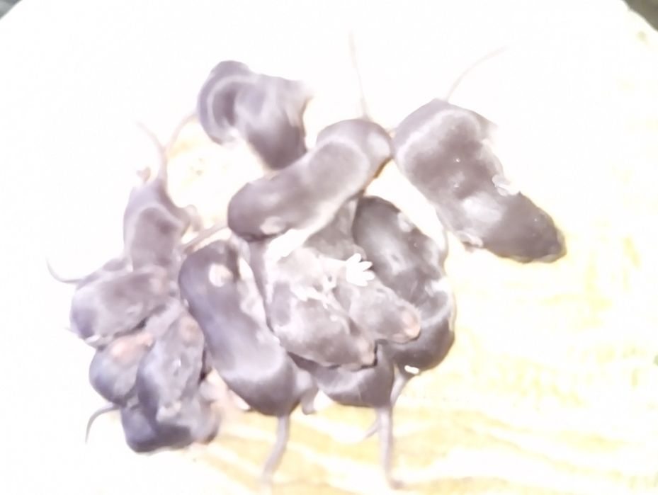 Крыски Дамбо через месяц 50 грн.