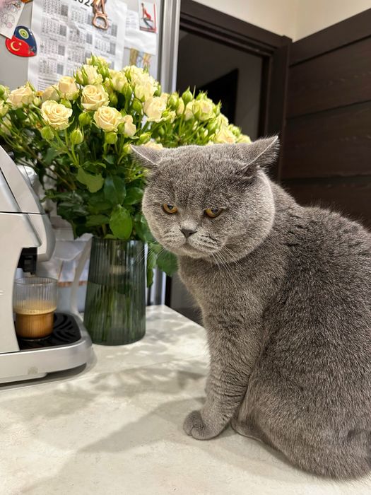Шотландский прямоухий кот . Вязка котов