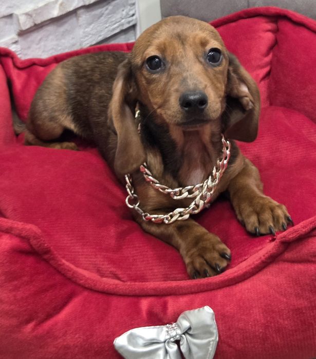 Po matce kroliczej malutka jamniczka merle