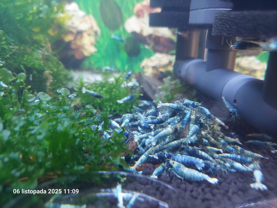 Krewetki Cardina Blue bolt