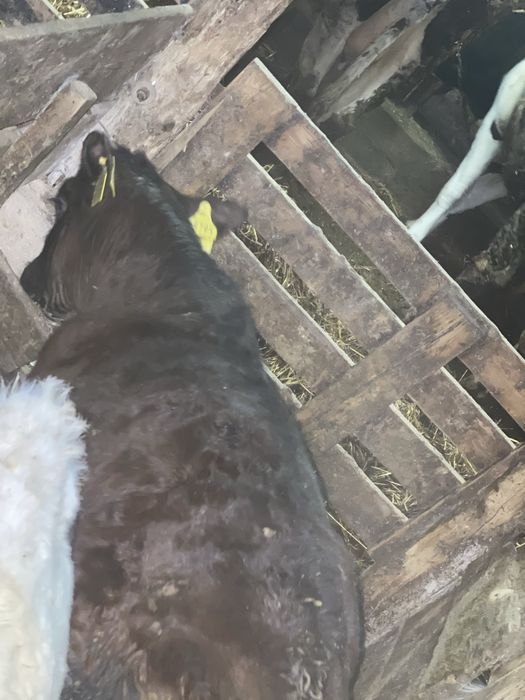 Byczek miesny ciele MM