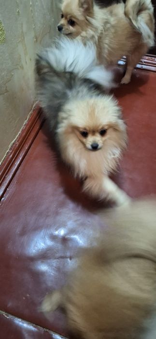 Померанська  дівчина шпіц