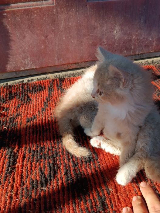 Віддам в добрі руки кошенят