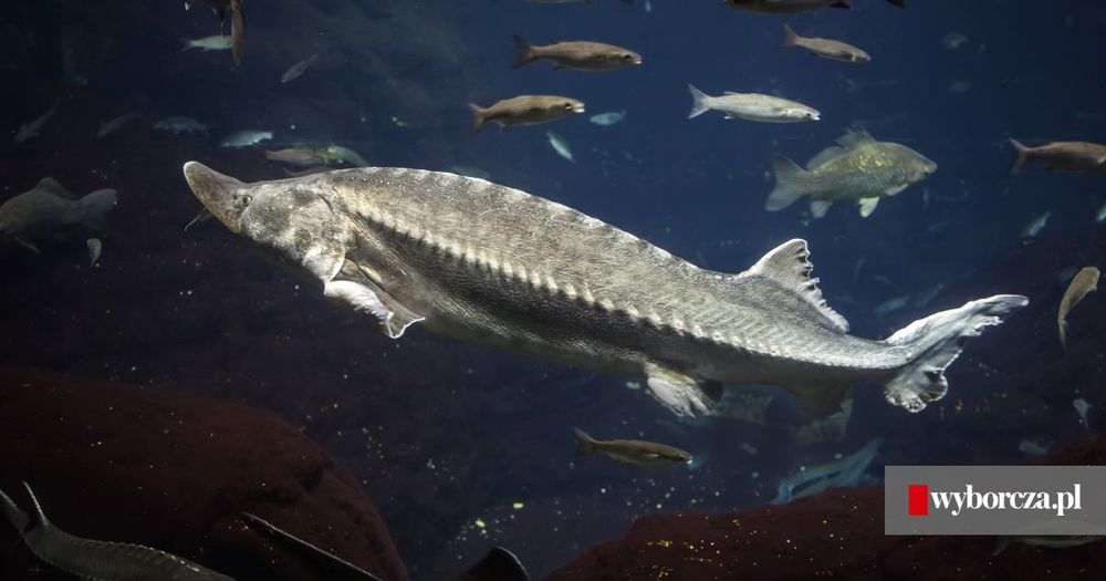 Karp koi jesiotr amur sandacz szczupak sandacz