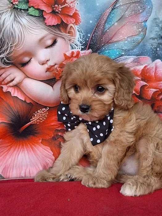 Cavapoo disponível