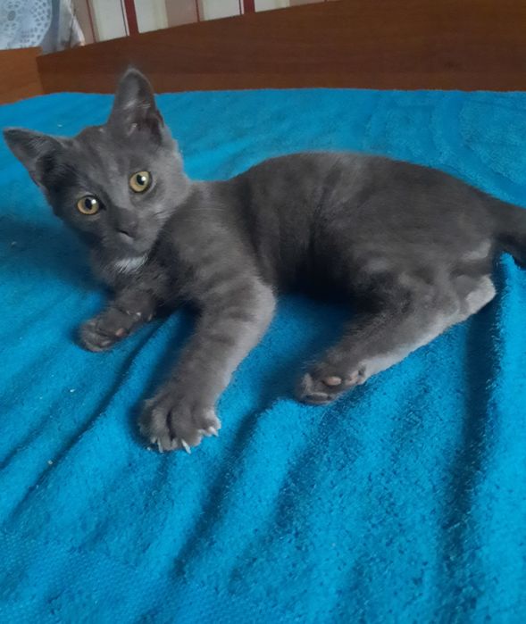 Продам британського котика