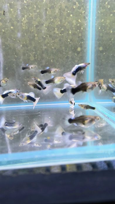 Gupiki tuxedo white