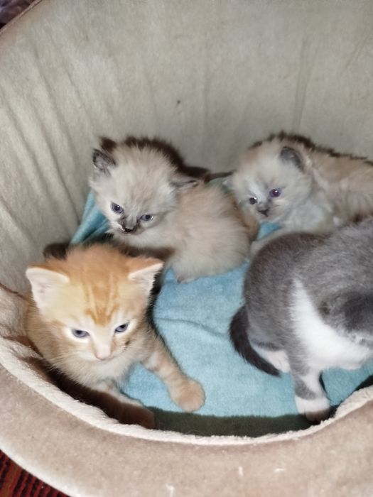 Продам котяток красивых шотдланских