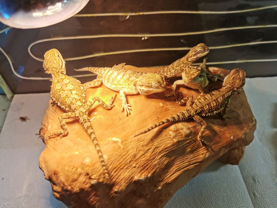 agama karłowata (henrylawsoni)