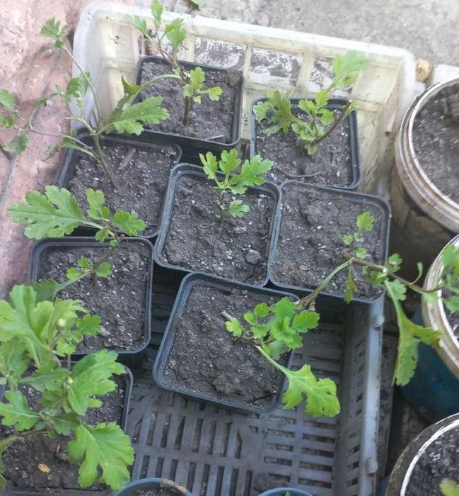 Продам хризантемы, розы, гибискус, ивы, туи, юкки, инжир, авокадо и др