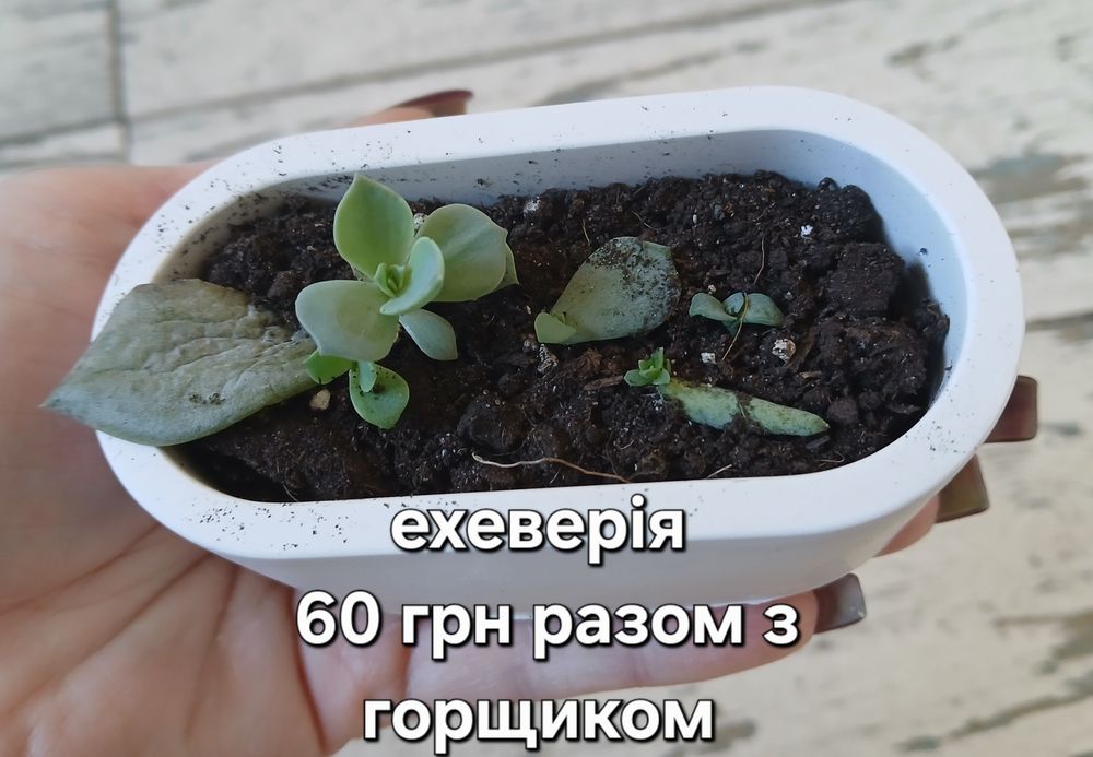 Літопси, сукуленти