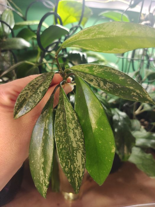Hoya pubicalyx pink silver ghost regres
