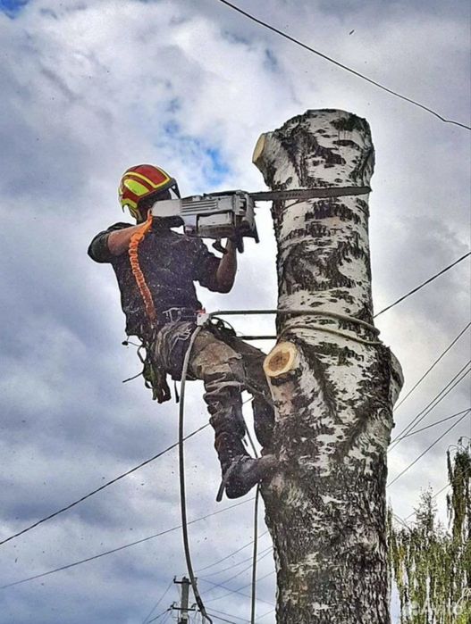 Спил деревьев любой сложности дешево !