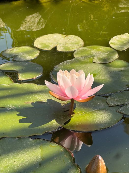 Nenúfares Cor de Rosa ENVIO GRATUITO