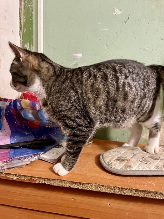 Котенок кот мальчик крупный полосатый белый