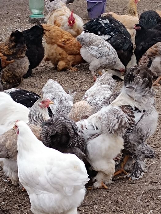 Кохинкины крупной породы инкуб.яйцо